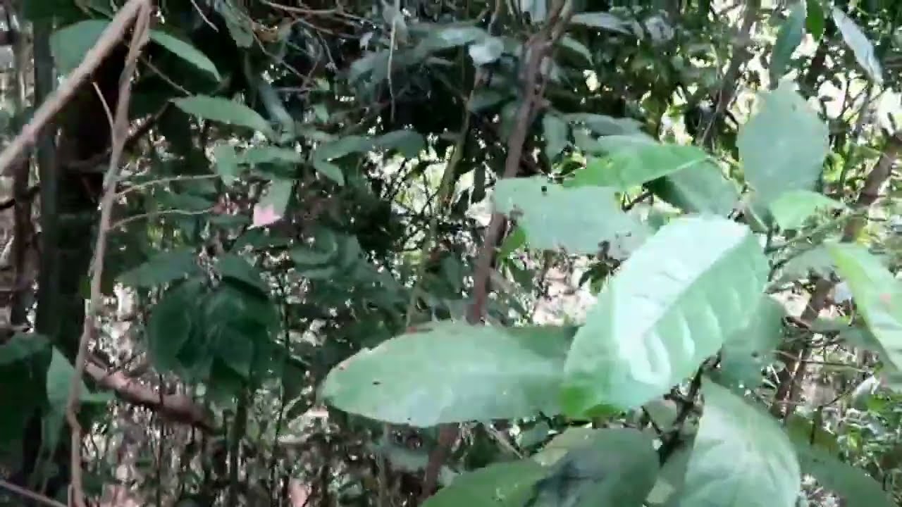 2023年9月4日 コストコ通・藤あや子の絶品アレンジ術&豚キムチが美味くなる(秘)コツ FULL SHOW