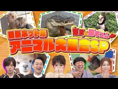 奇跡体験!アンビリバボー 2023年08月31日【最新ホットな動物大集合!灼熱のアニマル祭り!!】FULL SHOW HD 1080