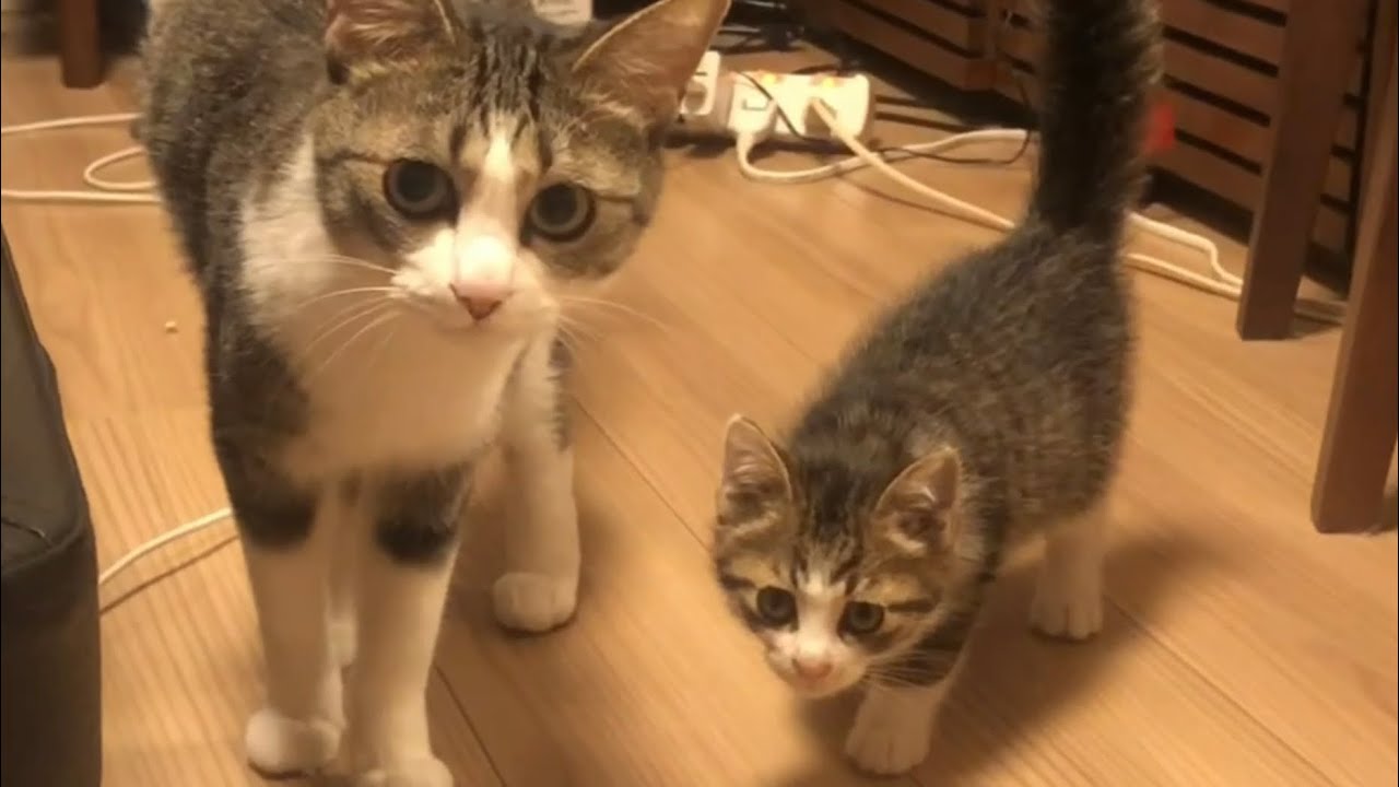 拒否されてもめげないコミュ力お化けな子猫【メロ幼少期3】