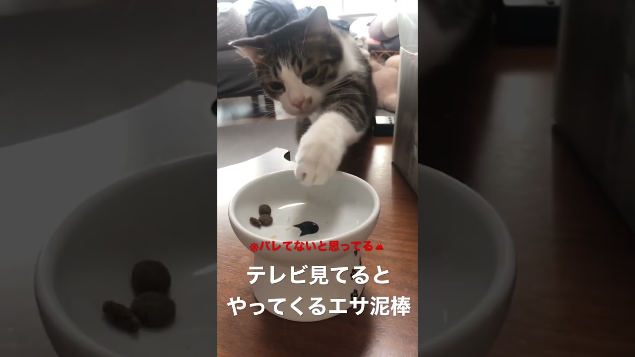 飼い主の隙を突いてエサを盗む猫