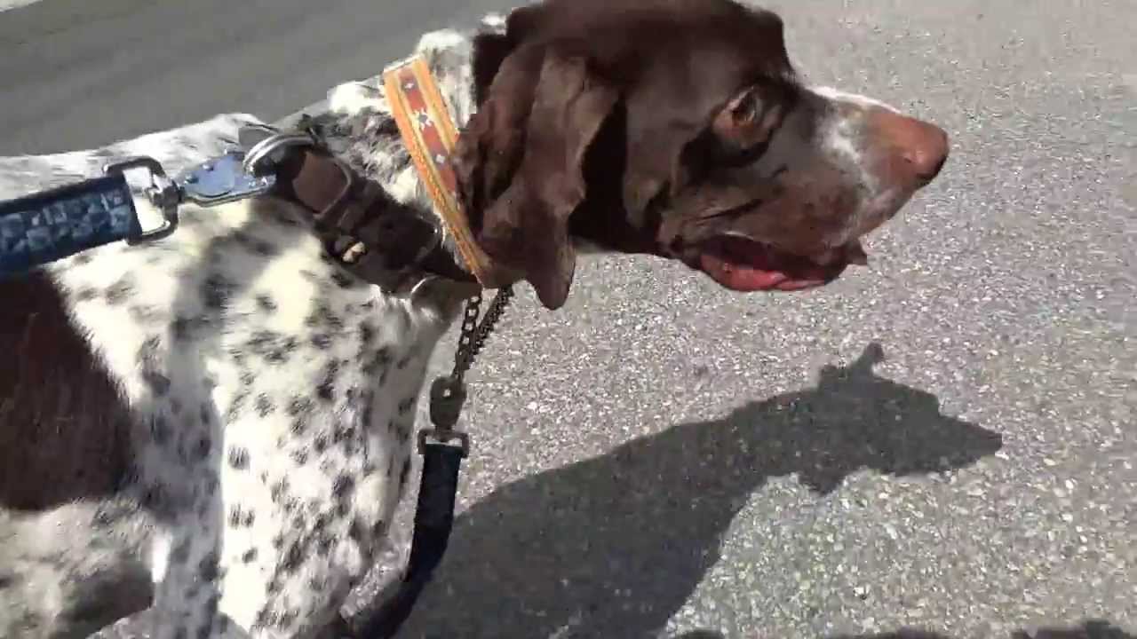 GUNDOG RESCUE CACI ポインター オクトー