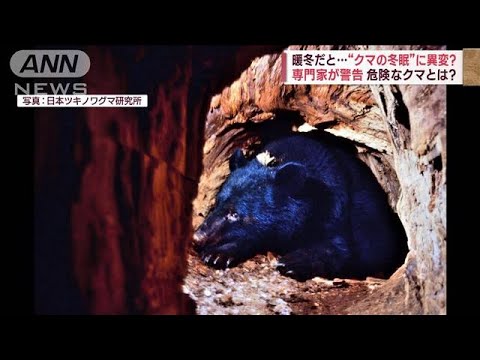 暖冬だと…“クマの冬眠”に異変? 専門家が警告 危険なクマとは?(2023年10月31日)