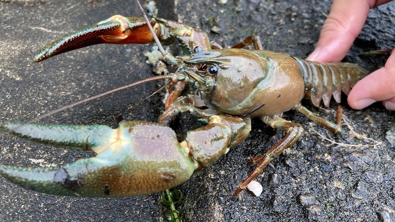 巨大外来種のザリガニを獲って食う