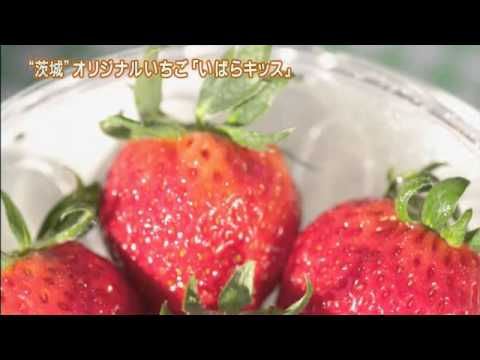 磯山さやかの旬刊いばらき!『いばらキッス編』(平成26年2月7日放送)