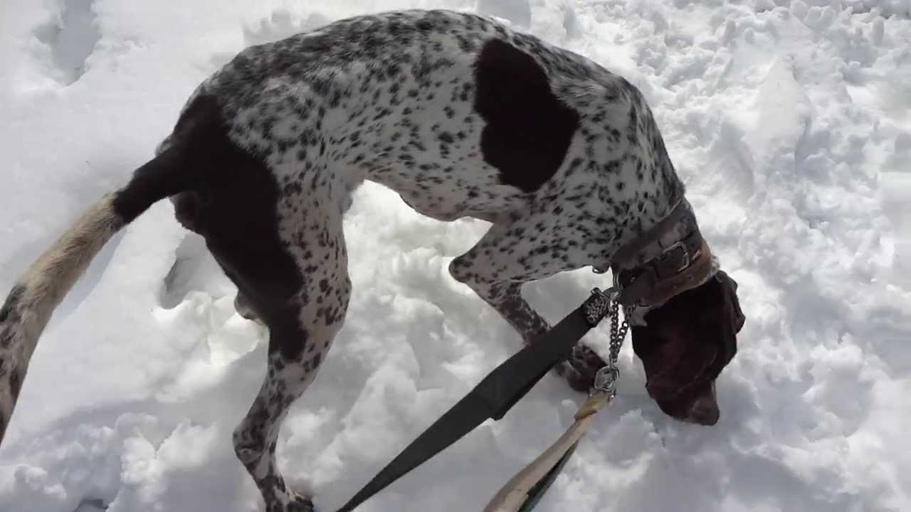 GUNDOG RESCUE CACI ポインター オクトー