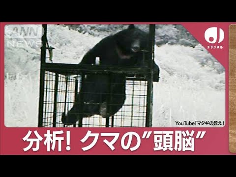 罠からスルリ…実は賢い? クマの“学習能力”を映像から分析してみた(2023年11月29日)