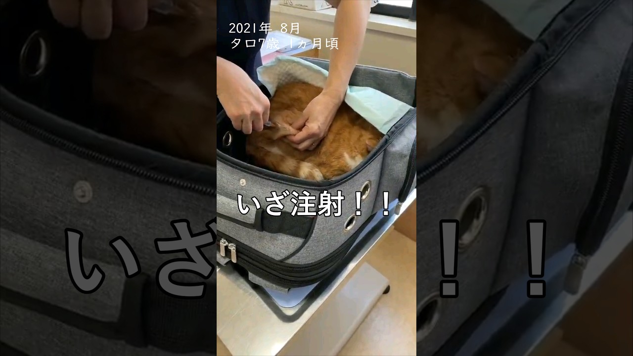 【猫のワクチン接種】ビビりすぎて先生に苦笑いされちゃった #立ち耳スコ #うちの猫の成長記録 #shorts