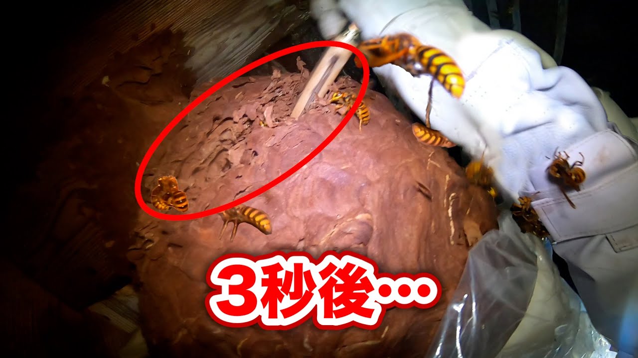 スズメバチの巣をぶった斬ってみた