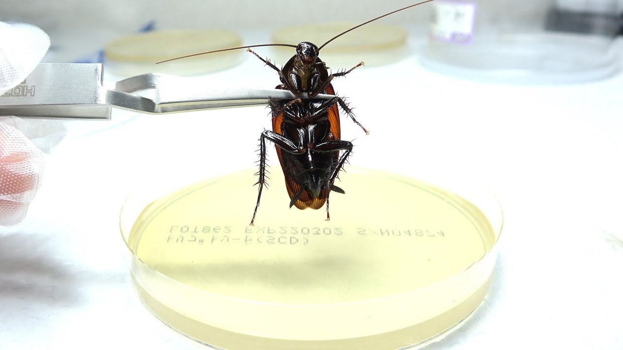 ゴキブリの汚さを可視化したら、ヤバすぎたwww