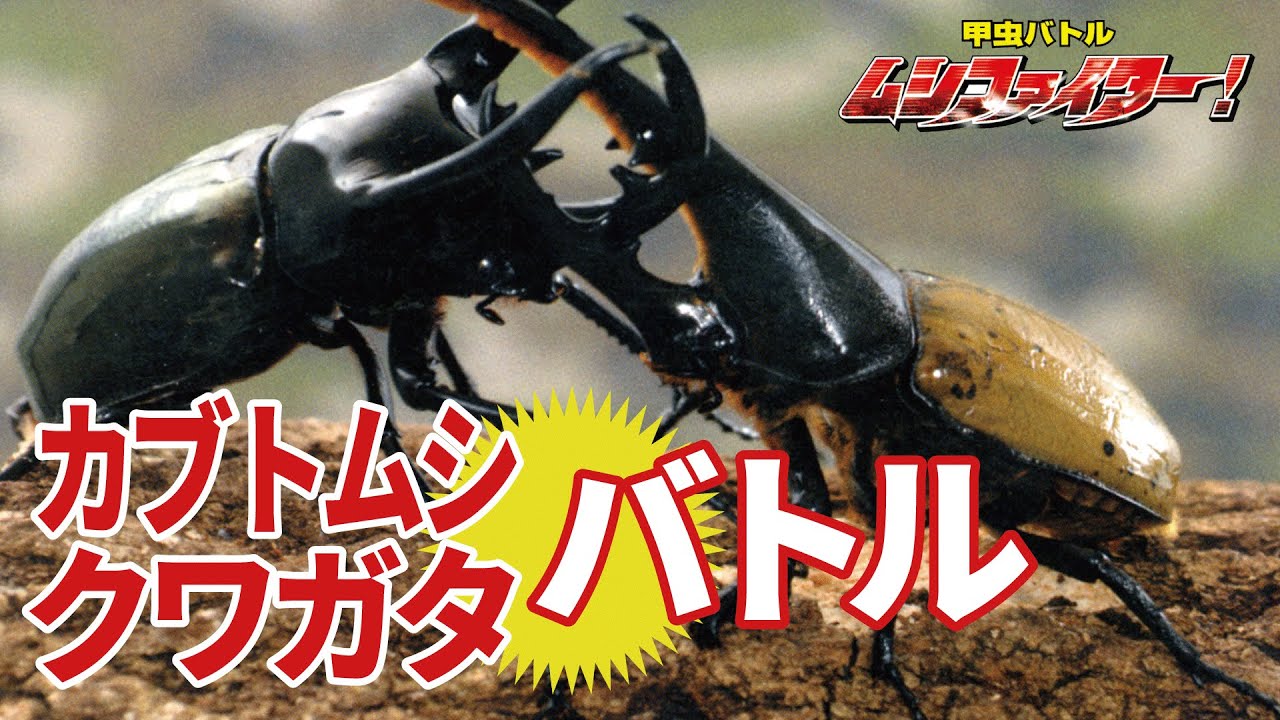 【公式】カブトムシ・クワガタムシの甲虫バトル ムシファイター!【フルバージョン】70min