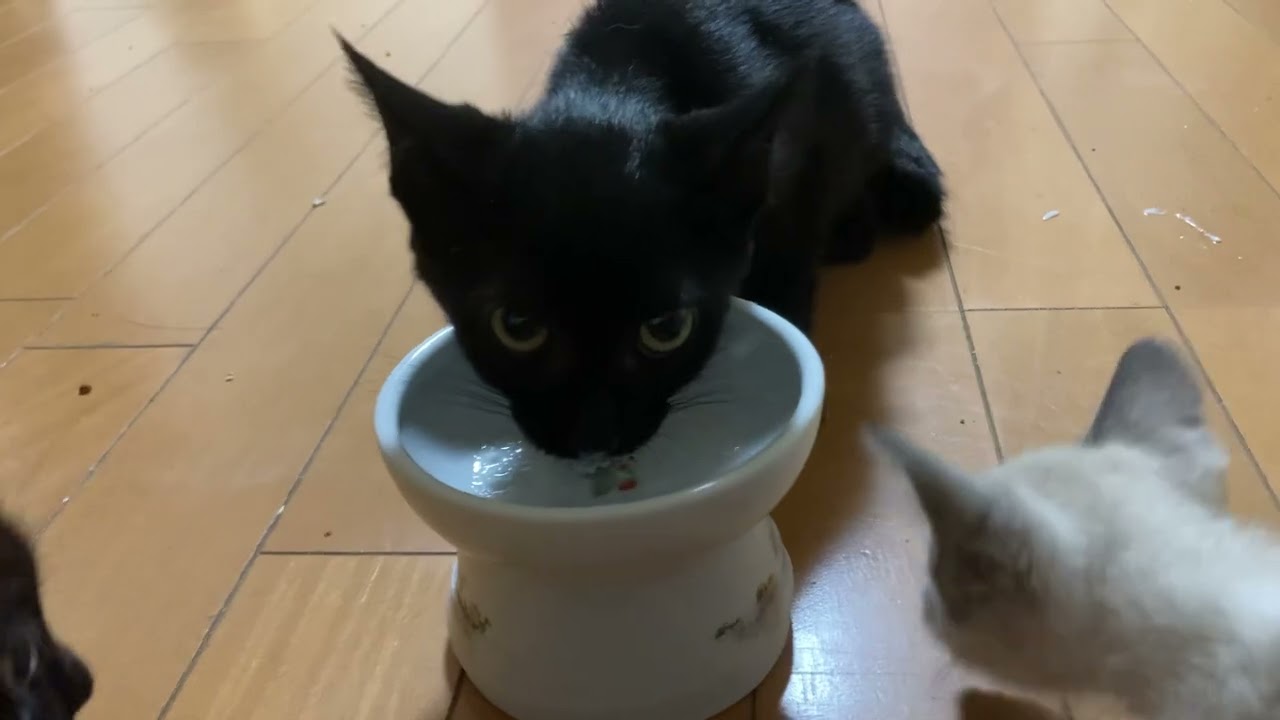 ヨーグルトにがっつく最近まで野良だった黒猫