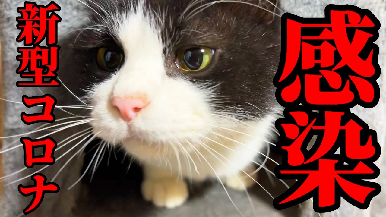 新型コロナウイルスに感染して死にそうです…