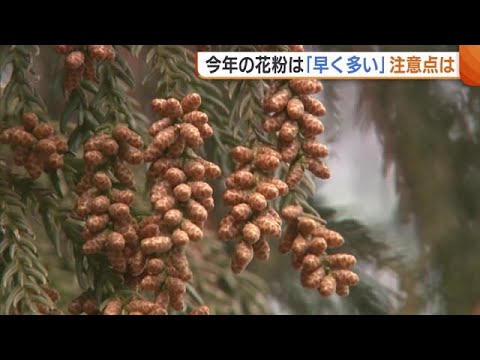 すでに症状!?今年の“花粉”は「早く多い」 新型コロナ5類移行で注意も「気づかないうちに…」【新潟】 (24/02/09 18:58)