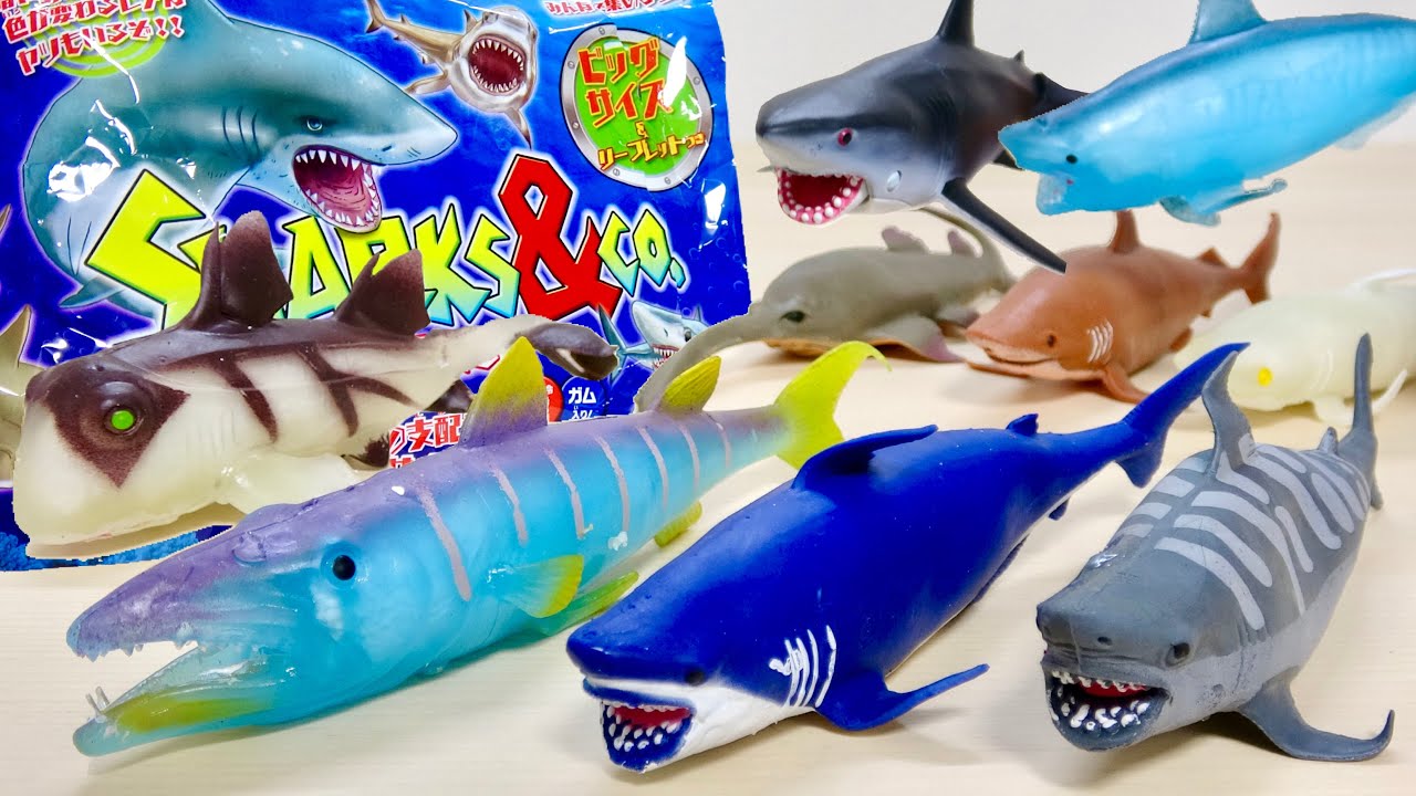 シャーク&Co. デアゴスティーニ レアは5種類!光って色が変わる! 8袋 1BOX開封!ホオジロザメ,アオザメ,ヨゴレザメ,ポート・ジャクソン・ネコザメ