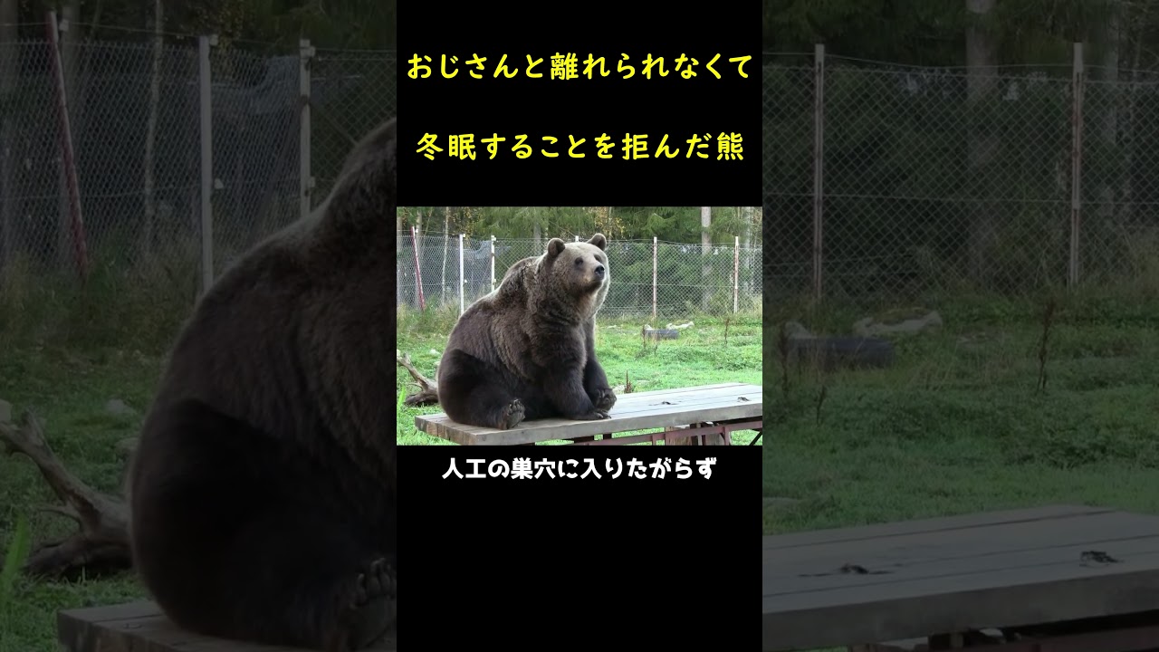 クマはおじさんと離れられなくて冬眠することを拒んだ!
