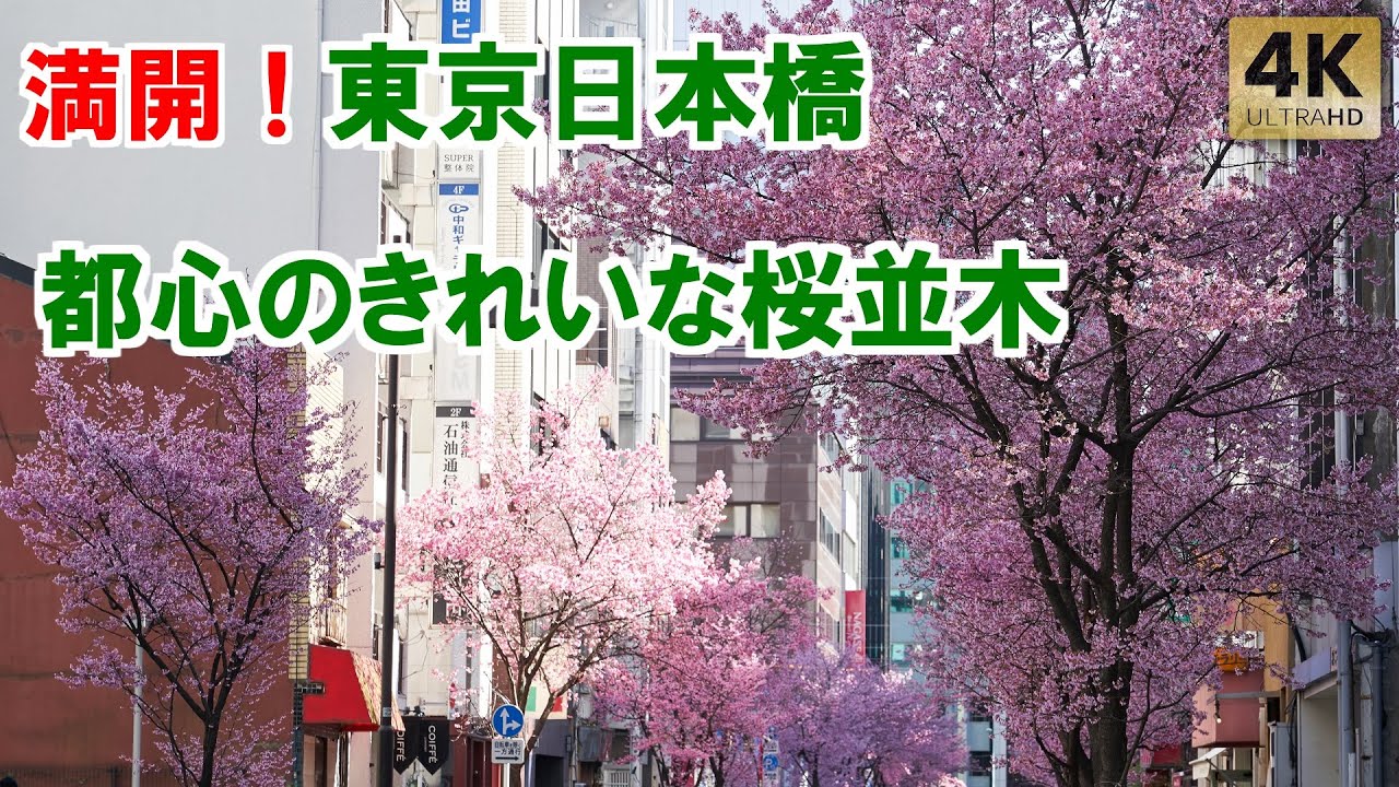 満開!東京日本橋 都心のきれいすぎる桜並木! Tokyo,Nihombashi Cherry blossoms in full bloom