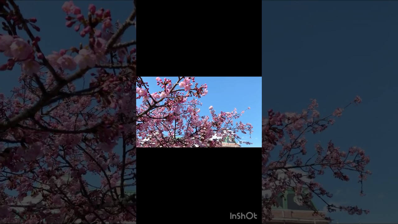【日本の春を彩る花🌸】 空をピンク色に美しく染める “河津桜” 牛久シャトー “シャトーカミヤ” 〜茨城県牛久市 #japan #茨城 #牛久 #ワイン #桜 #河津桜 #開花