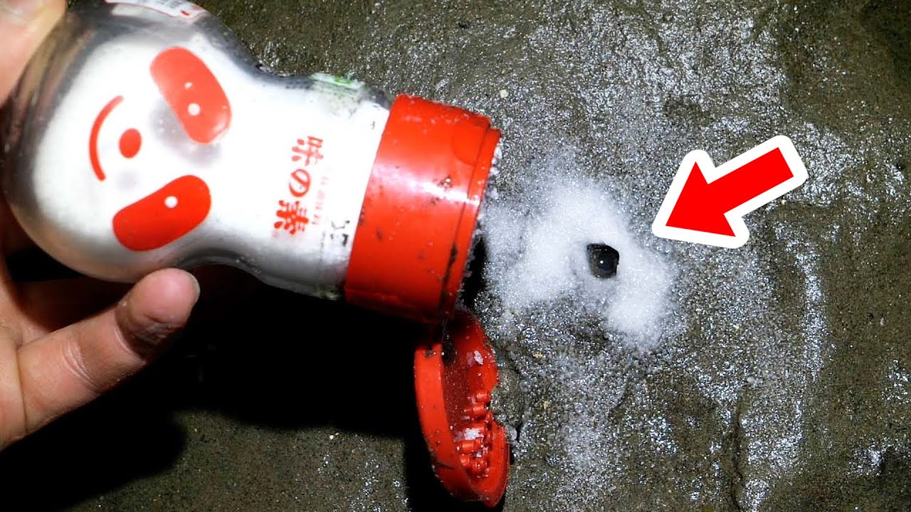 味の素を砂浜にかけると飛び出してくる生き物【ENG SUB】