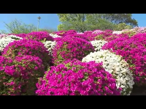 呉市 音戸の瀬戸公園で花の競演 紅白のツツジが満開