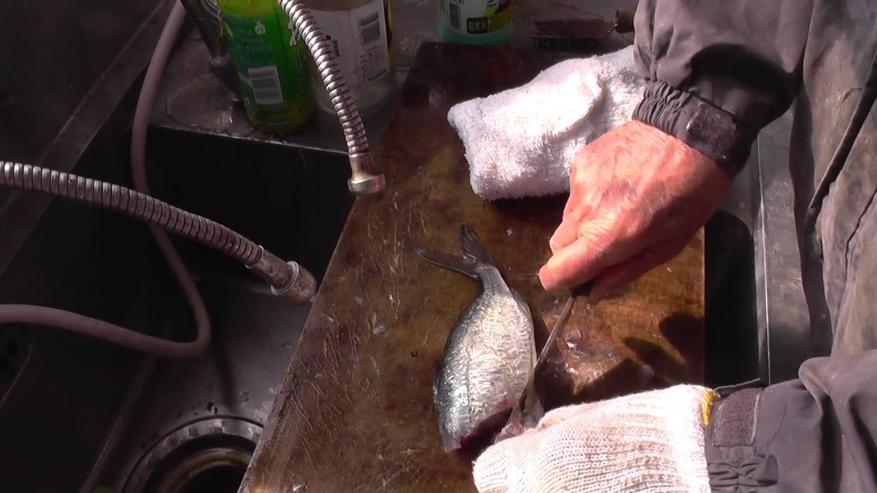クロサギを塩焼き用に捌く 釣った魚を調理して食べよう 和歌山釣太郎