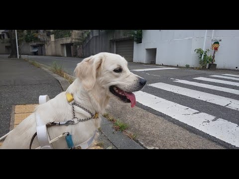 ゴールデンレトリバーのマギーは、PR犬候補として現在、修行中。さてさて、どんなふうに成長するのでしょうか・・・。