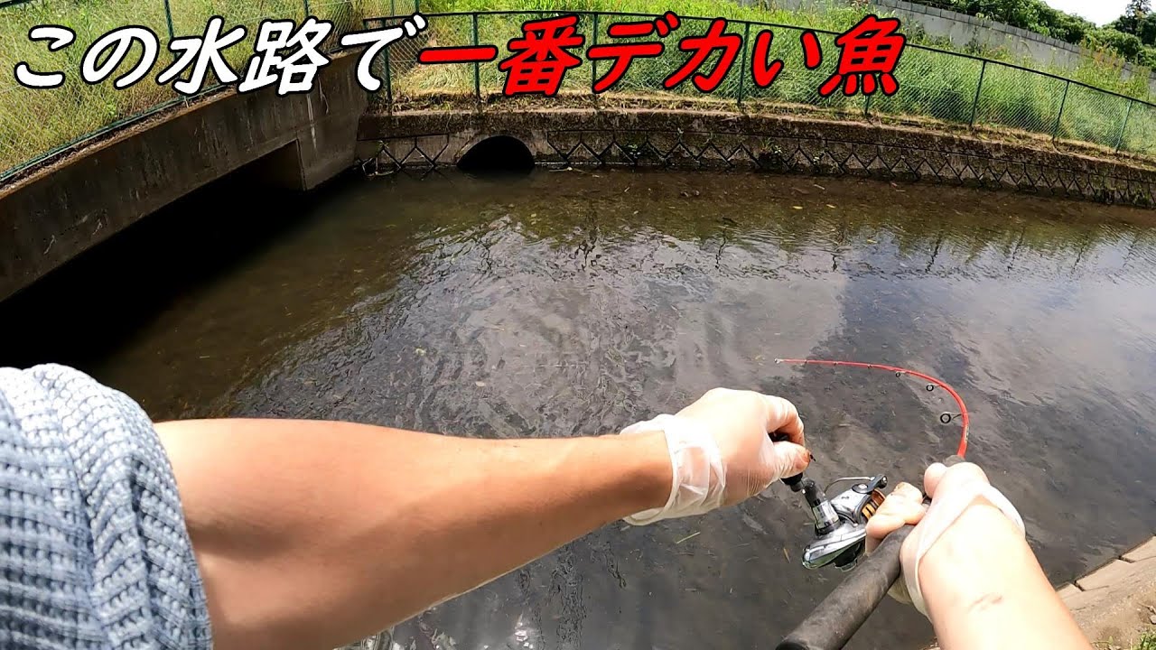この水路で一番デカい魚が釣れた!!