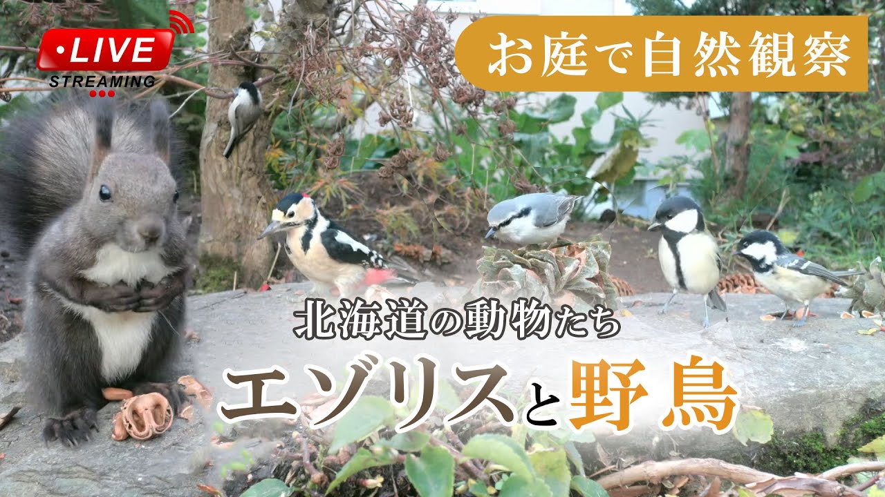 【エゾリスと野鳥の餌場(餌台)】 2024/07/02 シジュウカラ カワラヒワ スズメ アカゲラ Squirrel Bird Live Camera
