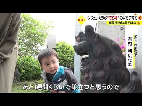 シジュウカラが沖縄の「守り神」の中で子育て…と言っても場所は鹿児島県鹿屋市 (23/04/26 20:20)