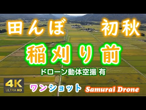 田んぼ#10 初秋 稲刈り前 新潟県新発田市 【ドローン空撮 ドローン動体空撮 4K絶景映像】 ワンショット 60fps 2024年09月04日