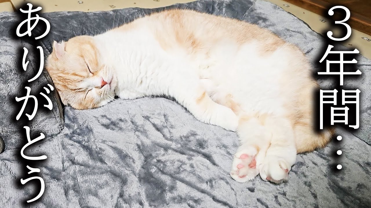 犬に買った布団に猫が寝てた結果こうなった…