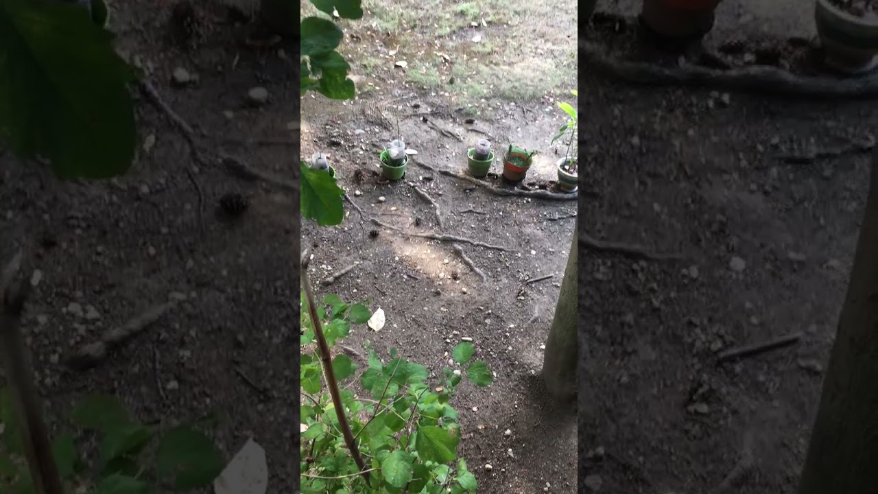 上白石萌音、佐藤栞里、やす子、ティモンディのオレンジ