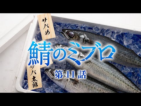 TVアニメ『青のミブロ』/次回予告CM「鯖のミブロ」#11/毎週土曜夕方5時半放送中!