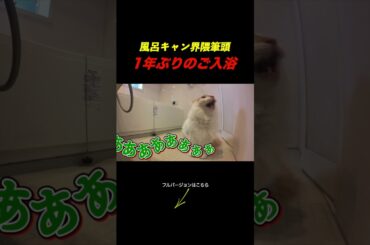 1年ぶりのお風呂で大号泣してしまう猫がこちら...。 #cat #ねこ#funny