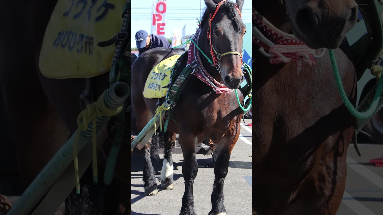 ばん馬界の斎藤工!イケメンばん馬フクスケ参戦!