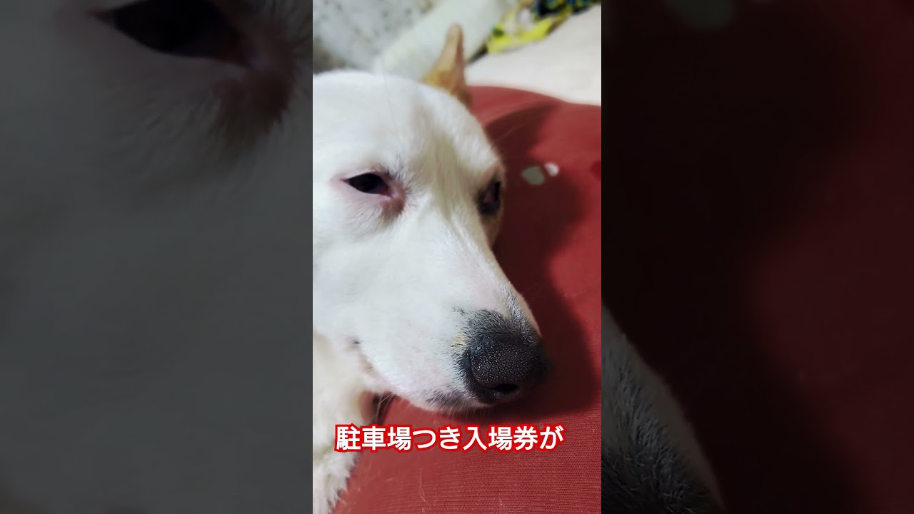 内容と顔は関係ありません#コーギー #コーギー犬 #dog #可愛い #shorts #インターペット