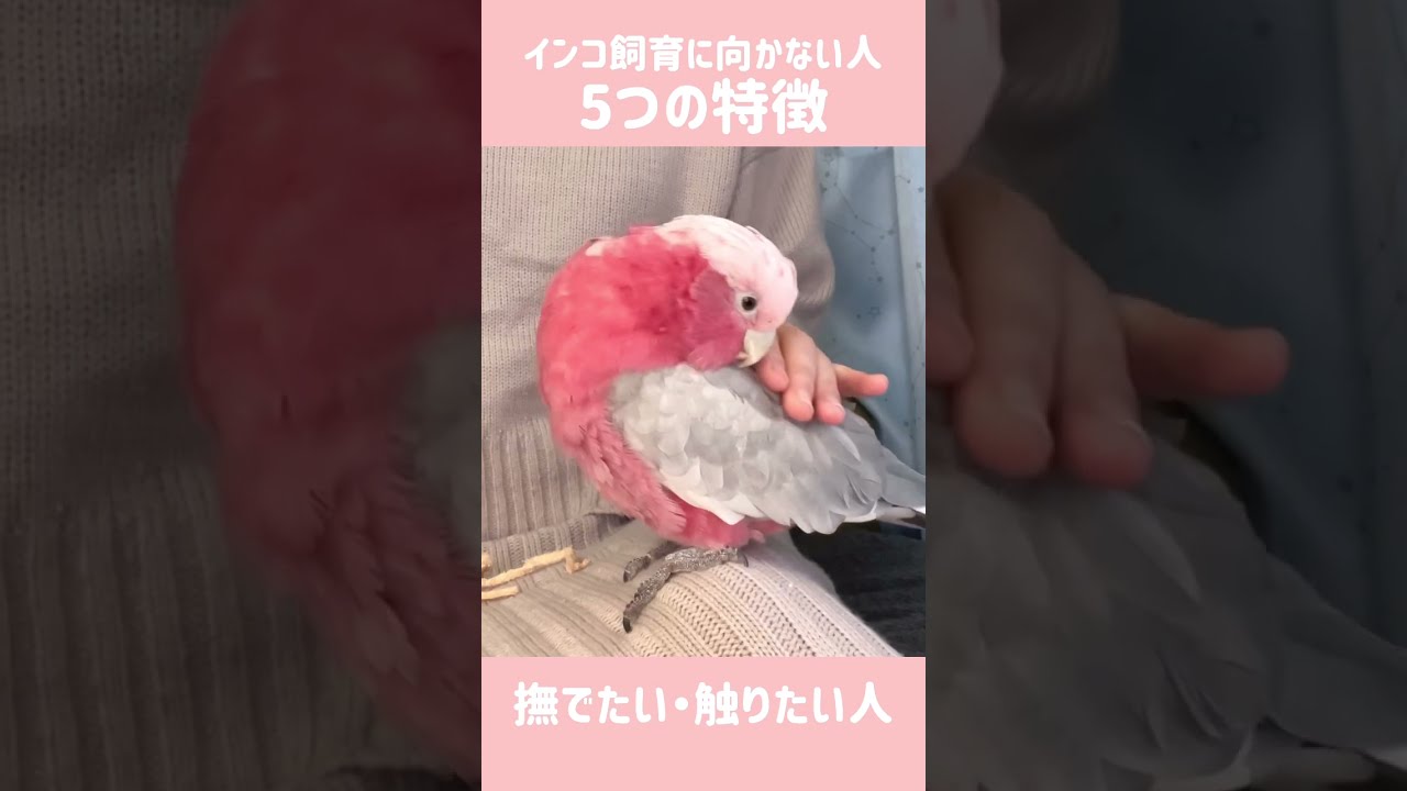 インコ(鳥)を飼うのに向いてない人の【5つの特徴】#shorts