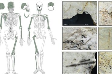 古代欧州人、敵の脳をすくって食べていた可能性　考古学調査で痕跡発見 - CNN.co.jp