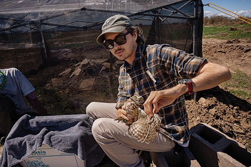 猛禽類保護団体「ワイルド・アット・ハート」のスタッフであるエリック・マリーが、人工巣穴のあるシェルターに移すアナホリフクロウの性別を確認する。同団体はフクロウを安全な場所に移住させる手法を開発した。（PHOTOGRAPH BY JACK DYKINGA）