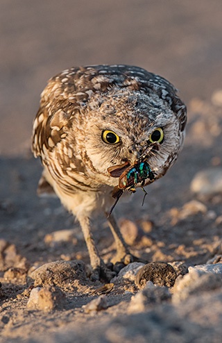 アナホリフクロウは朝と晩に最も活発に狩りをしてネズミを捕まえるが、日中にも、コガネムシをはじめとする昆虫を“おやつ”として食べる。（PHOTOGRAPH BY JACK DYKINGA）