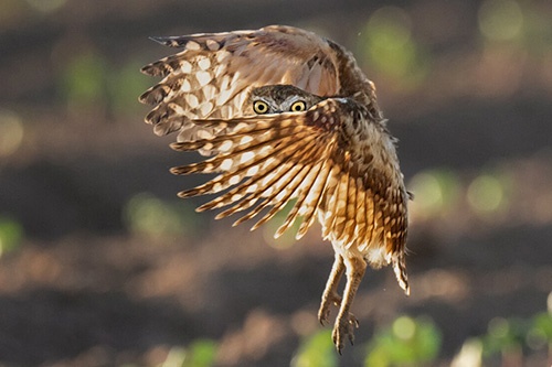 米国アリゾナ州のソノラ砂漠にある農場で、巣立ったばかりのアナホリフクロウの幼鳥が翼を広げて、飛ぶ練習をしていた。（PHOTOGRAPH BY JACK DYKINGA）