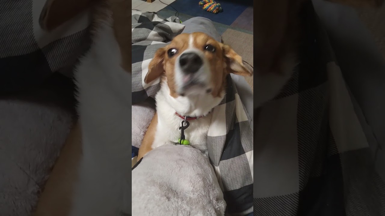 今日の布団犬byデコピンもどき #デコピン