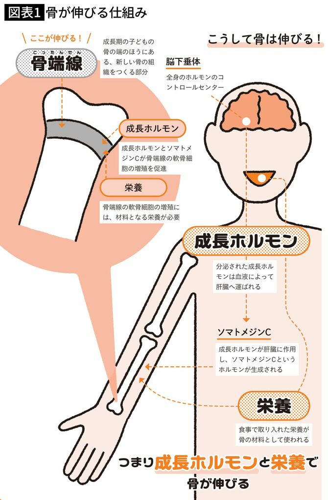 骨が伸びる仕組み