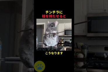 枝を手にしたチンチラの秘密🤫暴露します🔥