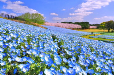 ネモフィラ約100万本が咲く青い花の海、福岡・海の中道海浜公園で“春の花”を楽しむイベント - ファッションプレス