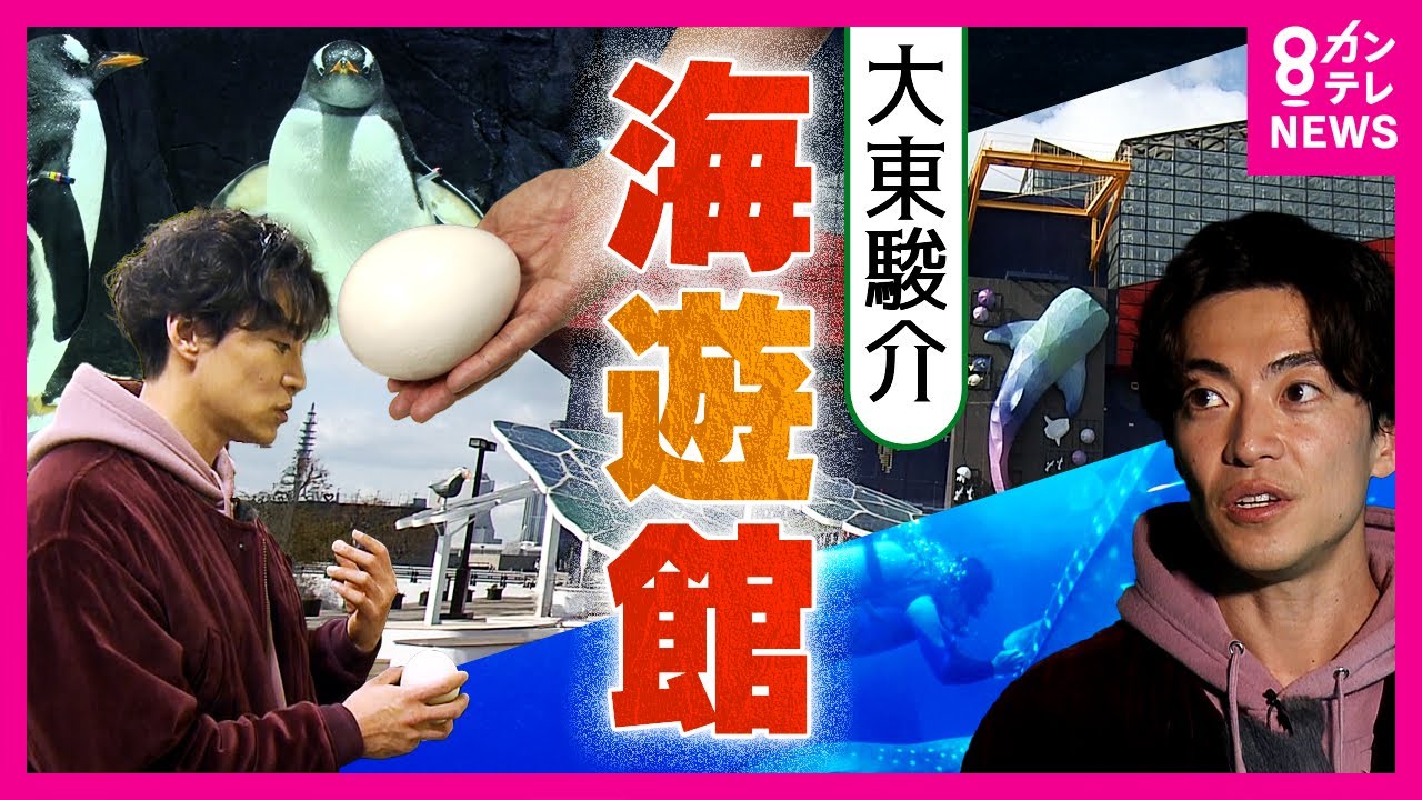 『海遊館』の裏側「ペンギン」の卵は2度すり替え「ジンベエザメ」は採血で健康チェック|大東駿介の発見!てくてく学〈カンテレNEWS〉