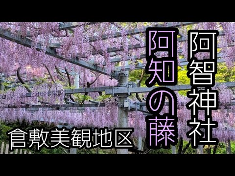 【倉敷美観地区】阿智神社に咲く「阿知の藤」