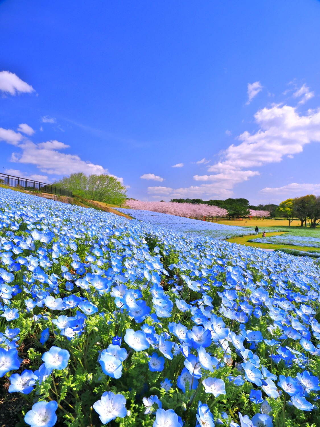 ネモフィラ約100万本が咲く青い花の海、福岡・海の中道海浜公園で“春の花”を楽しむイベント｜写真1