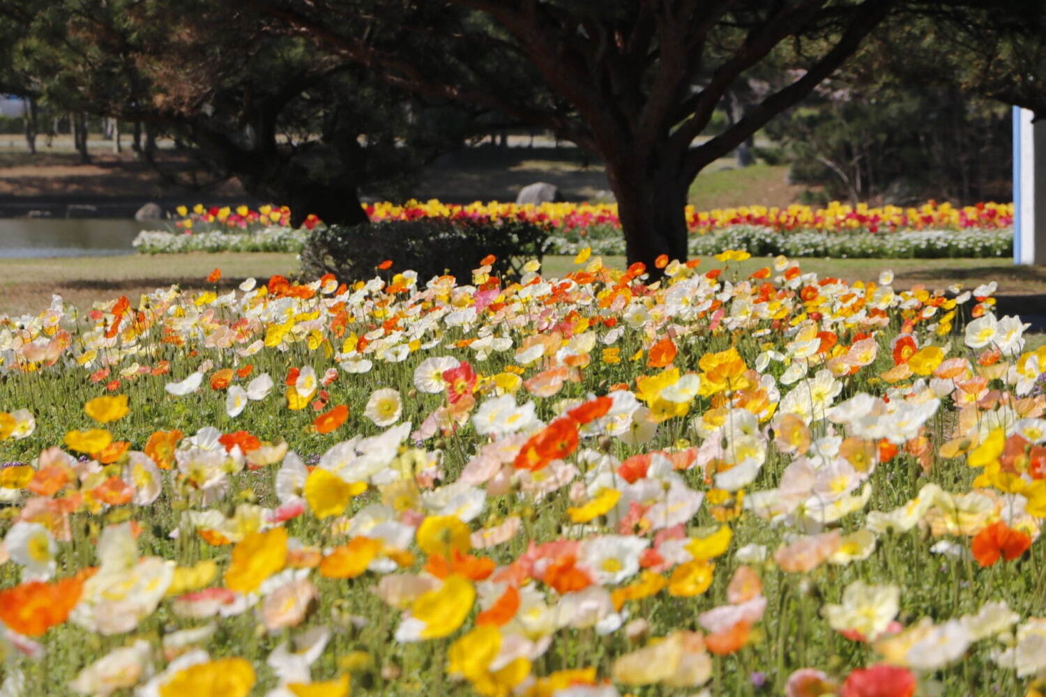 ネモフィラ約100万本が咲く青い花の海、福岡・海の中道海浜公園で“春の花”を楽しむイベント｜写真4