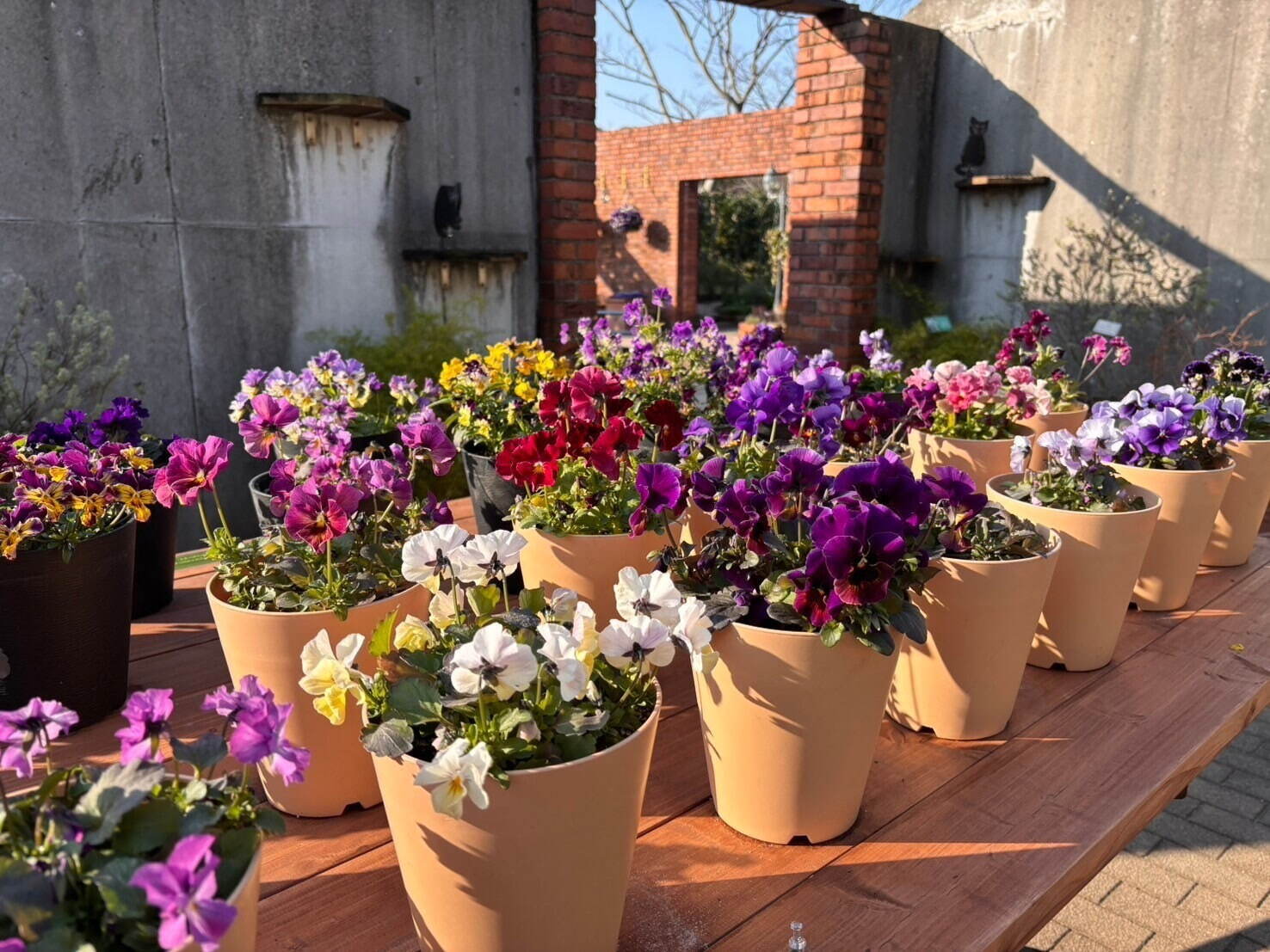 ネモフィラ約100万本が咲く青い花の海、福岡・海の中道海浜公園で“春の花”を楽しむイベント｜写真5