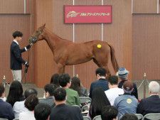 中山競馬場で2025年JRAブリーズアップセール開催 最高額はナダル牝駒で5400万円